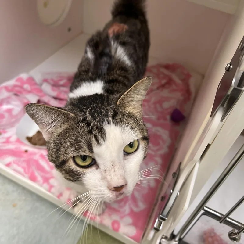 An adult medium-sized male Brown / Chocolate Domestic Short Hair cat named Java for adoption in Philadelphia, PA