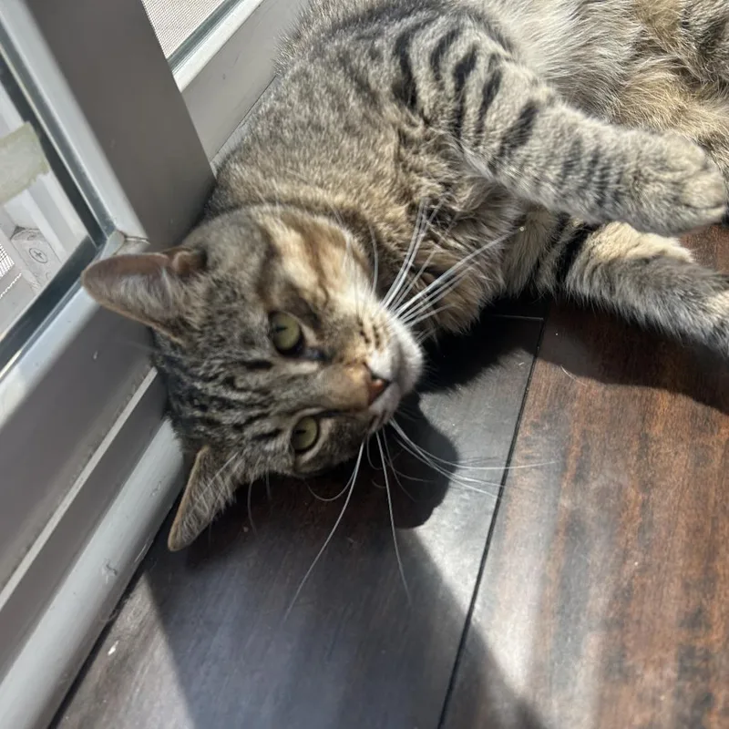 El Gato thumbnail 3