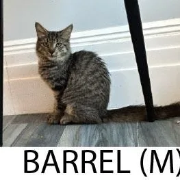 A baby medium-sized male Black Domestic Short Hair cat named Barrel for adoption in Monroe, NC