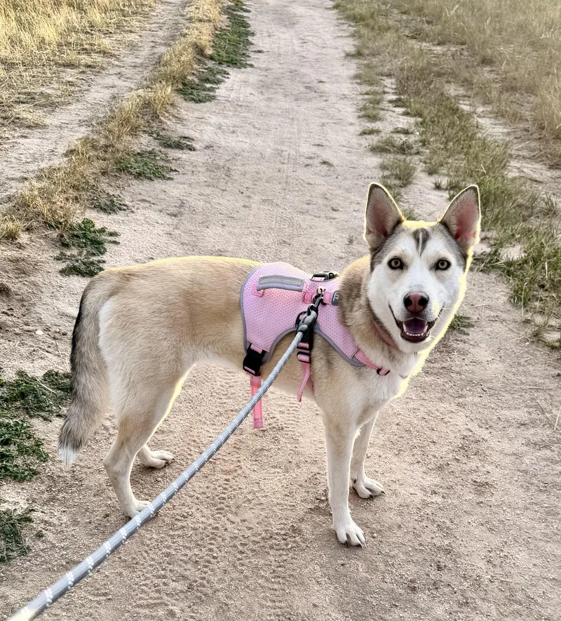 A young medium-sized female Husky dog named Elena for adoption in Colorado Springs, CO