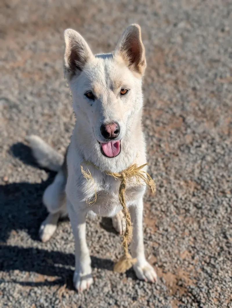 Deisel  Courtesy Listing