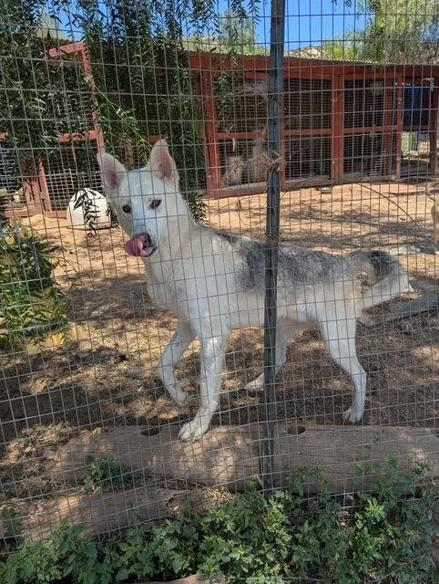 Deisel  Courtesy Listing thumbnail 2