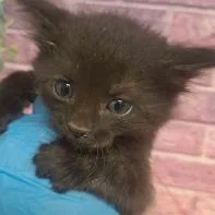 A baby small-sized female Black Domestic Short Hair cat named Mulan for adoption in Fort Collins, CO
