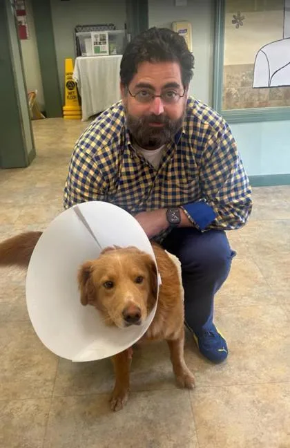 A baby medium-sized male Golden Retriever dog named Winston for adoption in Picayune, MS