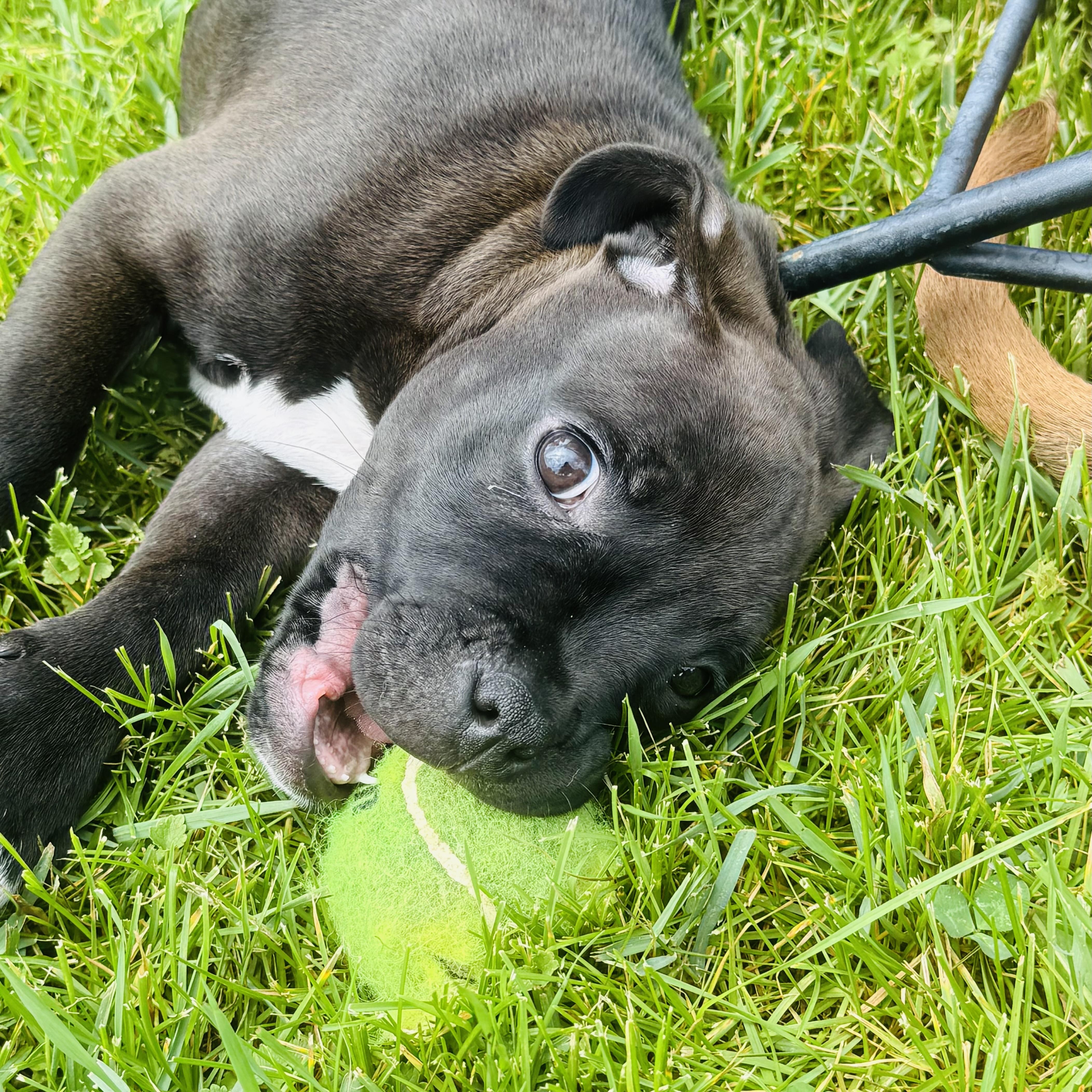 A baby medium-sized female Black Boxer dog named Willow for adoption in Prior Lake, MN