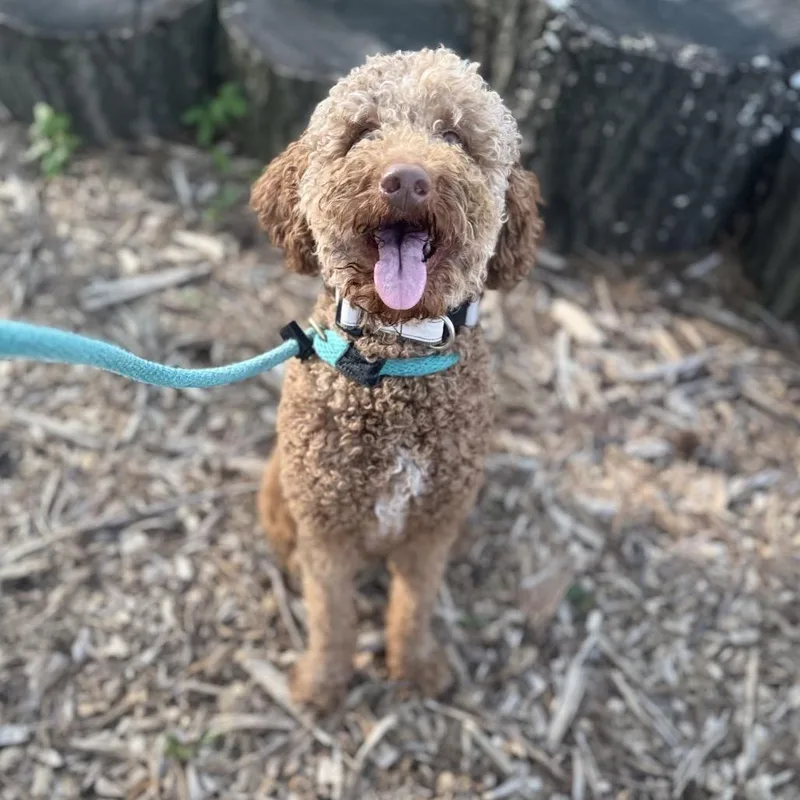 A young medium-sized male Red / Chestnut / Orange Poodle dog named Carl for adoption in Rockville, MD