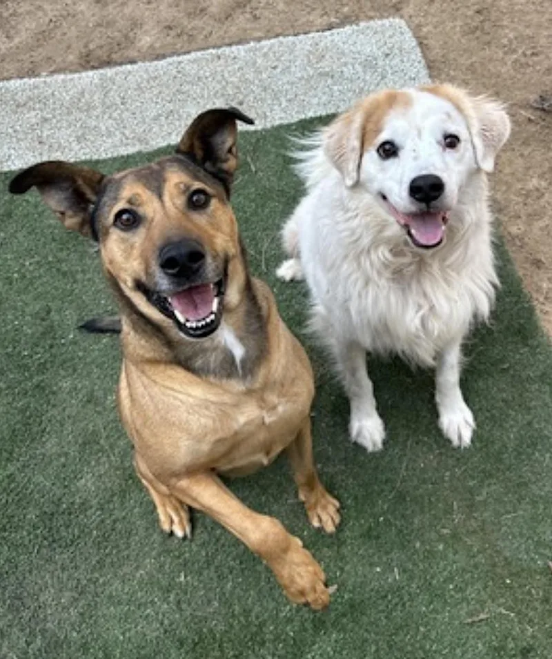An adult medium-sized male Golden Shepherd dog named Beckham for adoption in Amherst, MA