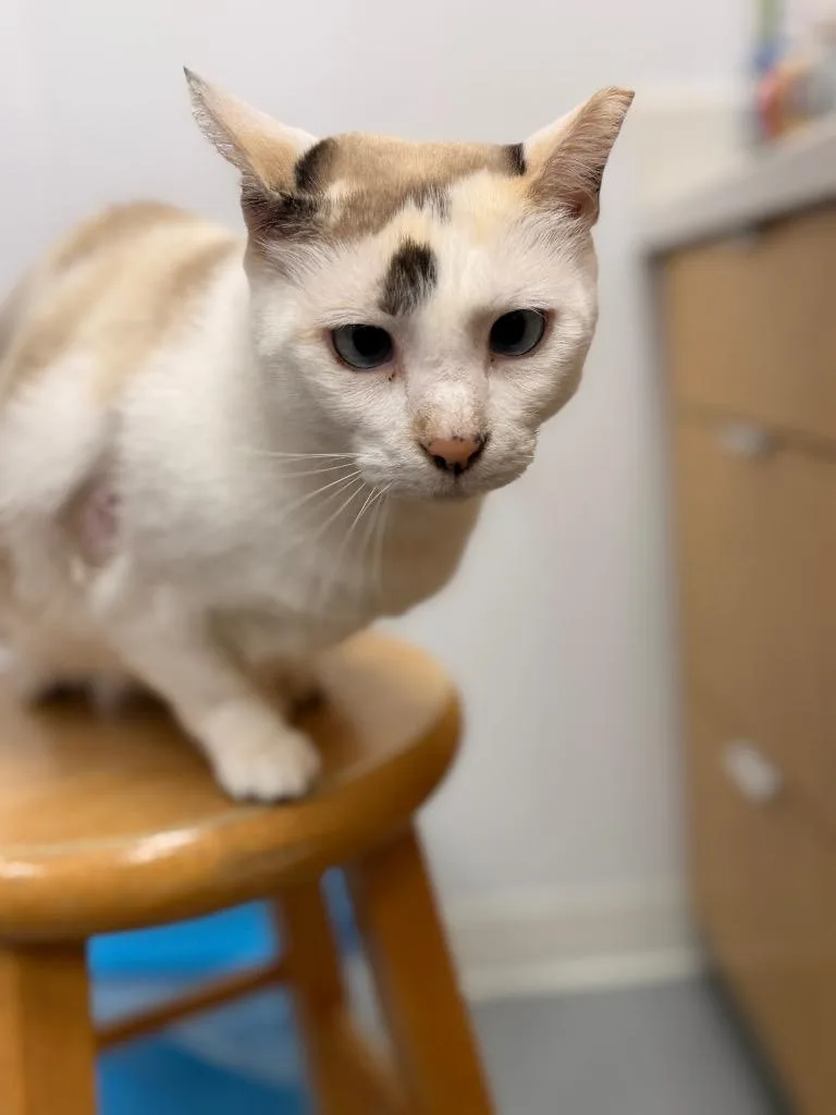 An adult small-sized female Domestic Short Hair cat named Angel Lloyd for adoption in Hartsville, SC