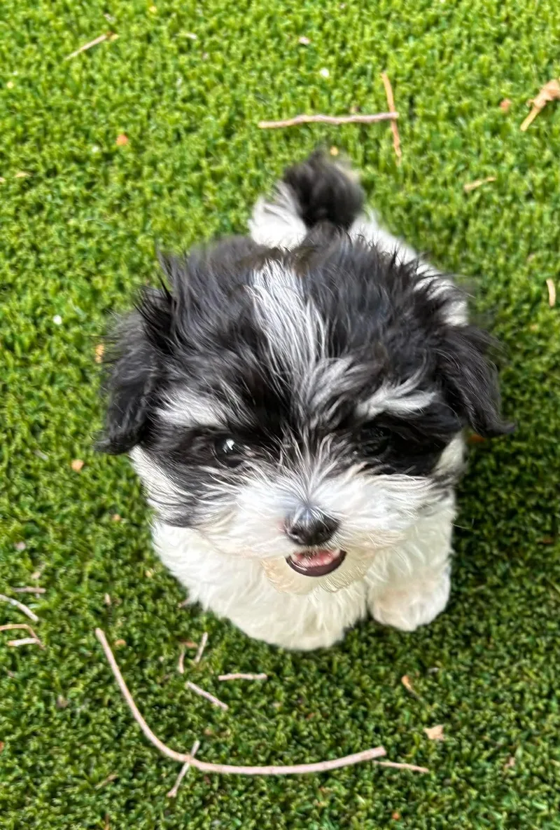 A baby small-sized female White / Cream Maltese dog named Mochi for adoption in Houston, TX