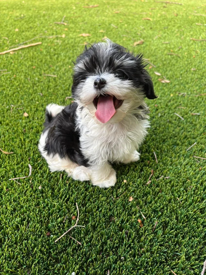 Mochi thumbnail 2