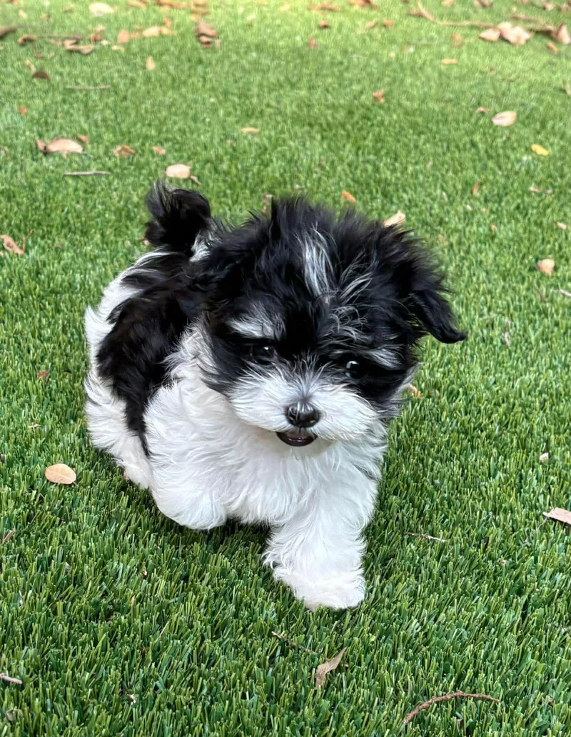 Mochi thumbnail 5