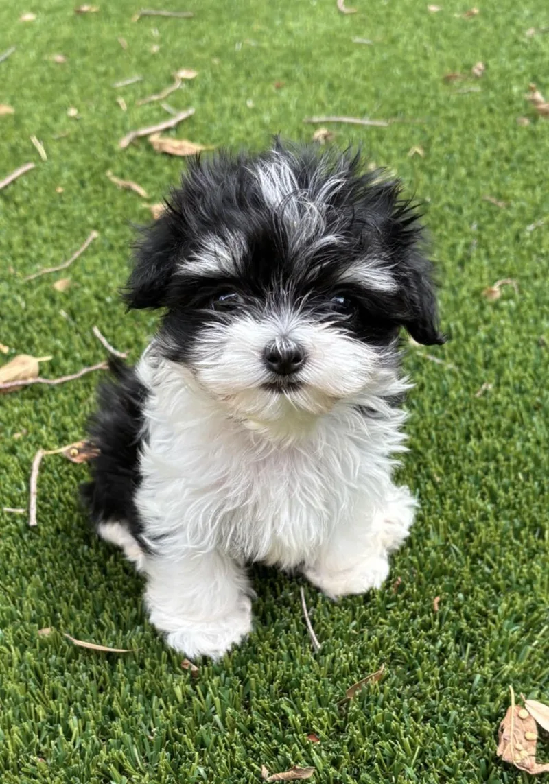 Mochi thumbnail 6