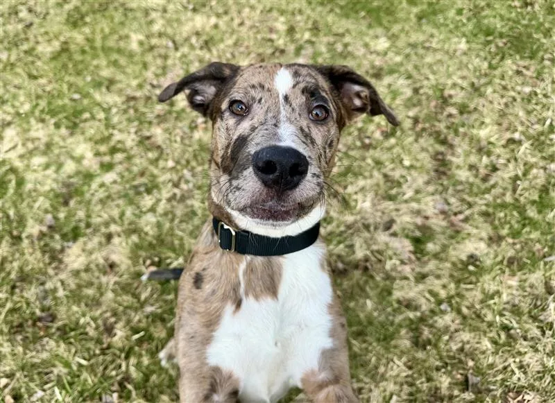 A baby medium-sized male Catahoula Leopard Dog dog named River for adoption in Gloversville, NY