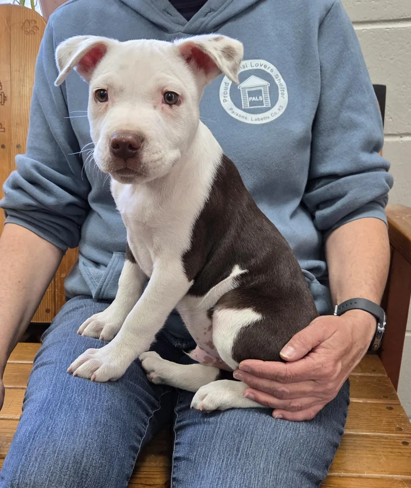 A baby large-sized male Brown / Chocolate Pit Bull Terrier dog named Theo for adoption in Parsons, KS