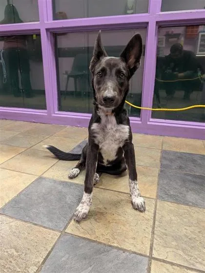 A young large-sized female Mixed Breed dog named 61686943 for adoption in El Paso, TX