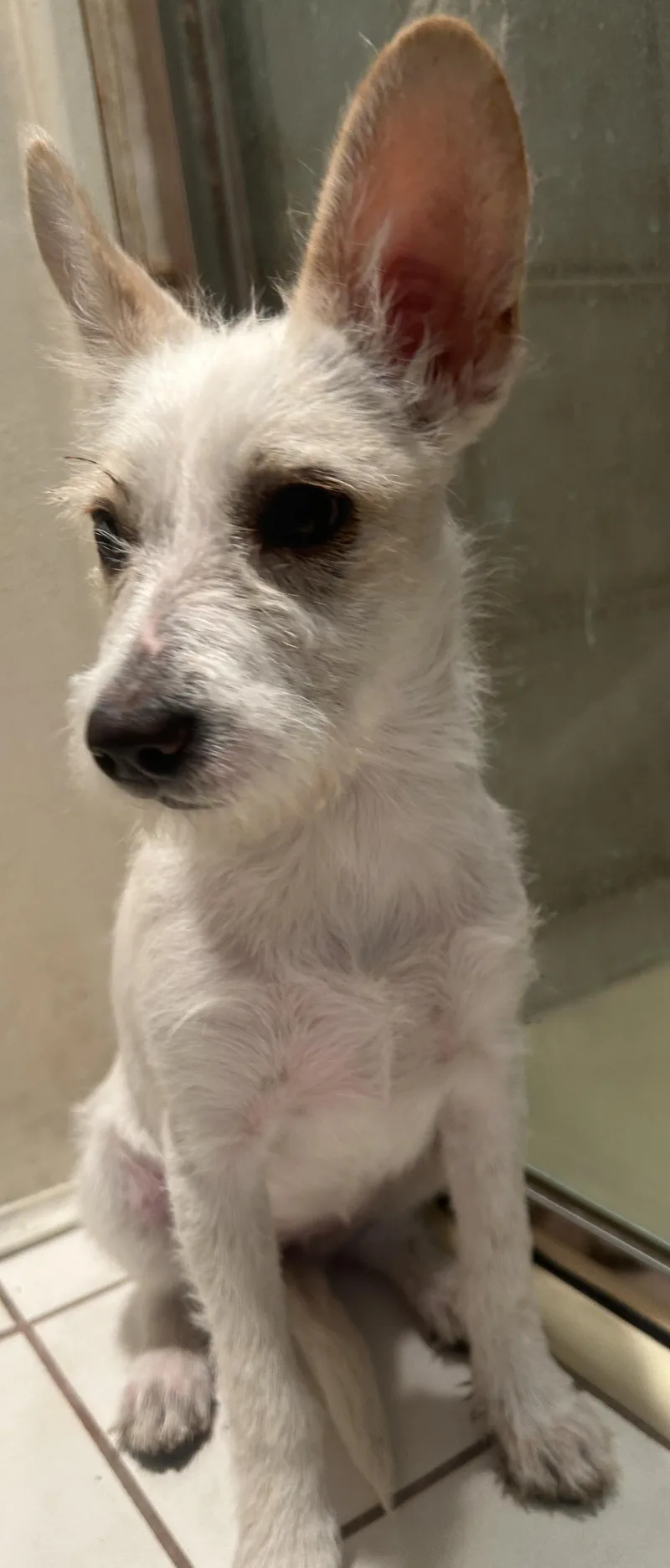 A baby small-sized female White / Cream Terrier dog named Luna for adoption in El Cajon, CA