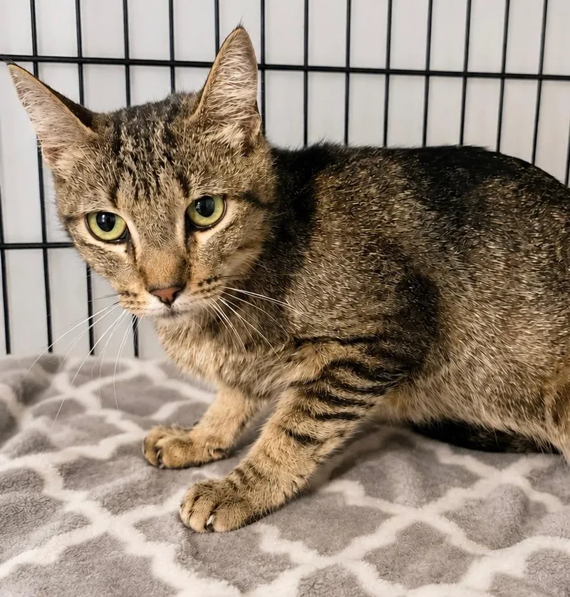 A young large-sized female Domestic Short Hair cat named Piper for adoption in Dalton, GA