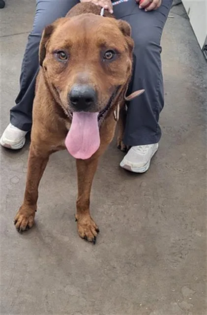 An adult large-sized male Mixed Breed dog named Canelo for adoption in Dallas, TX