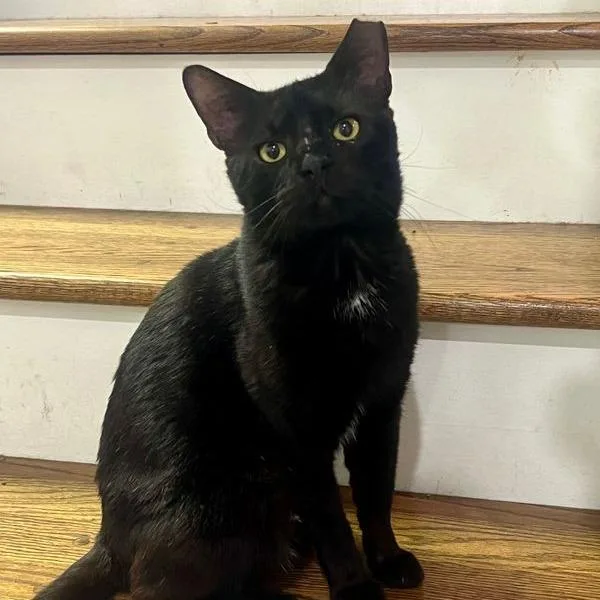 An adult medium-sized male Black Domestic Short Hair cat named Chippy for adoption in Hamburg, NY
