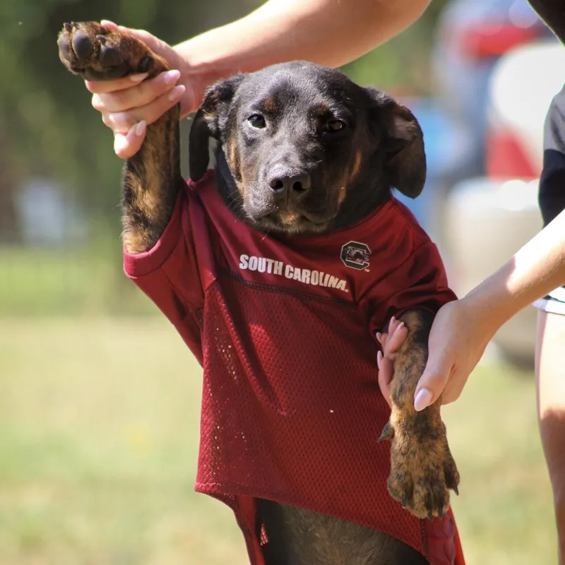 A baby medium-sized male Black Mixed Breed dog named Netflix for adoption in Columbia, SC