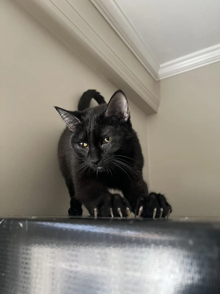 Midnight thumbnail 2