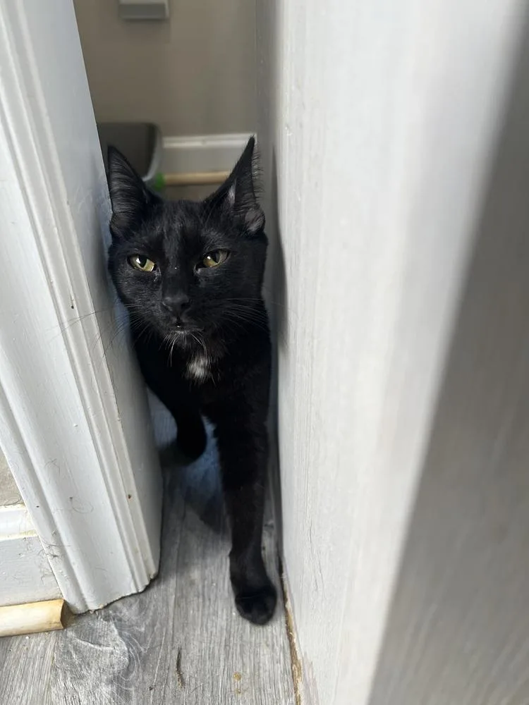 Midnight thumbnail 3