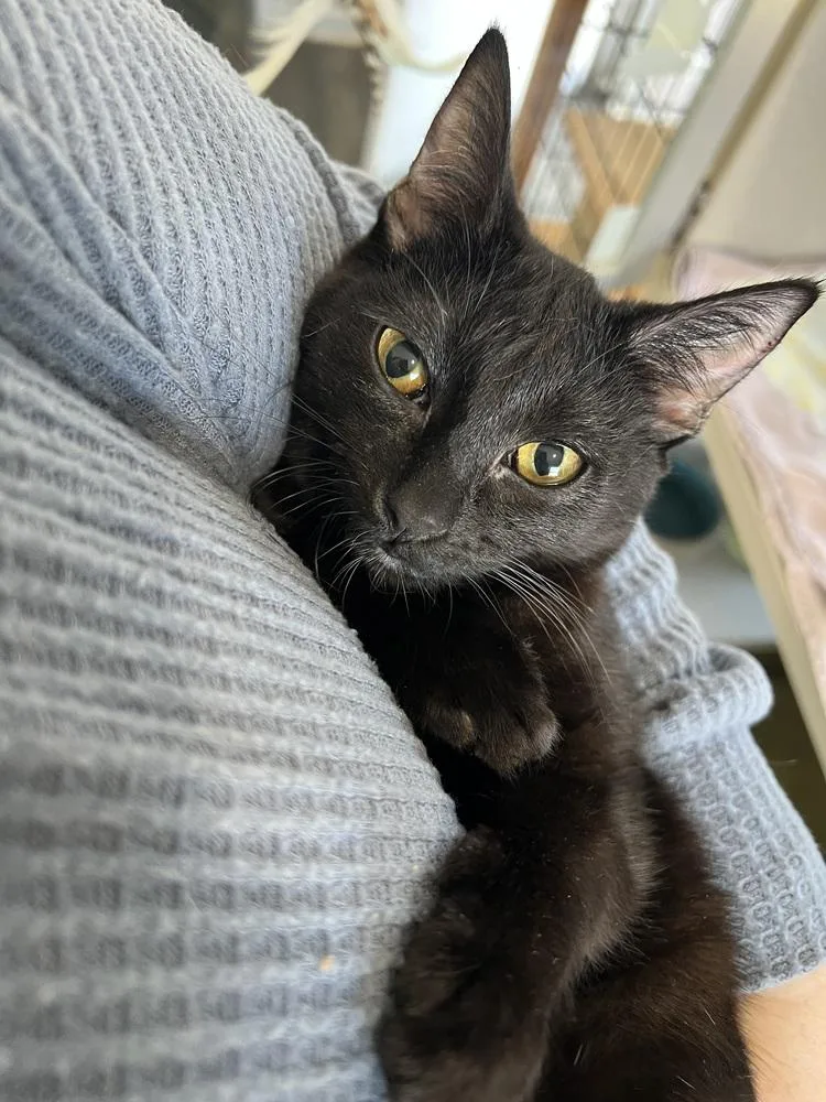 Midnight thumbnail 4