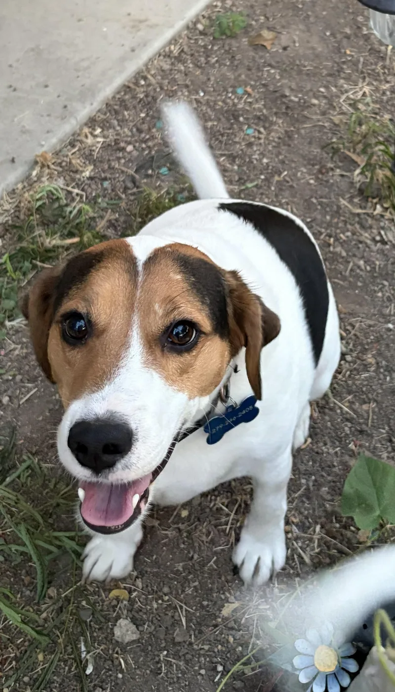 An adult small-sized male Beagle dog named Douglas for adoption in Elk Grove, CA