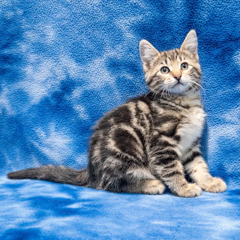 A baby medium-sized female Tabby (Tiger Striped) Domestic Short Hair cat named Mia for adoption in Overland Park, KS