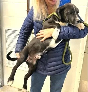 A young medium-sized male Mixed Breed dog named Jake for adoption in Washington, DC