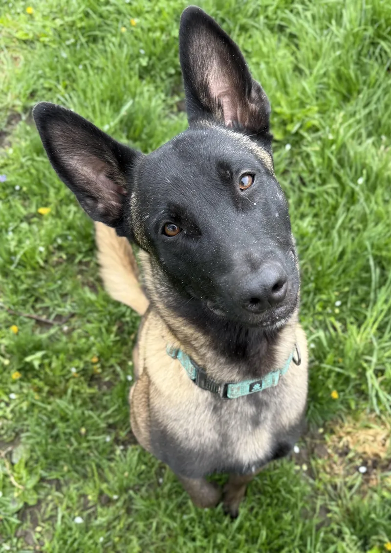 A young medium-sized male Belgian Shepherd / Malinois dog named Diesel for adoption in Ray, MI