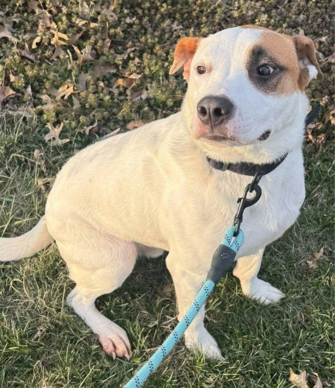 An adult medium-sized male Pit Bull Terrier dog named Petey Mars for adoption in Liberty, MO
