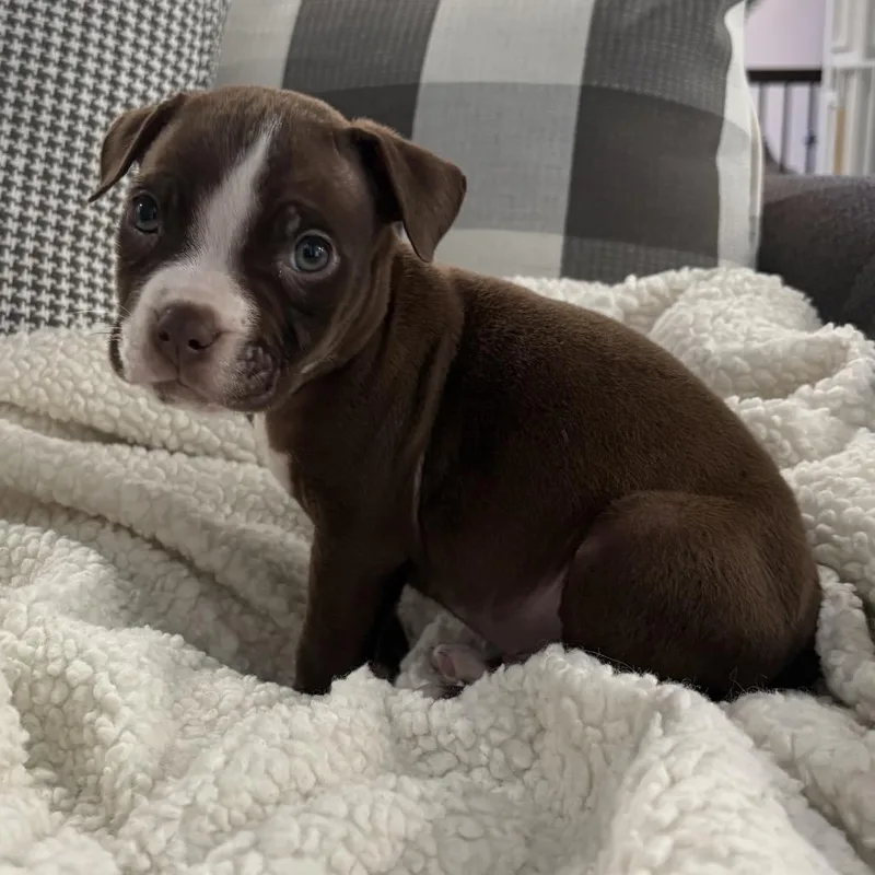 A baby small-sized male Brown / Chocolate Pit Bull Terrier dog named Walt ~ Coming Soon!!! for adoption in Chicago, IL