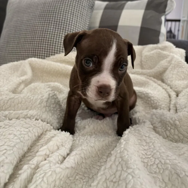 Walt ~ Coming Soon!!! thumbnail 2