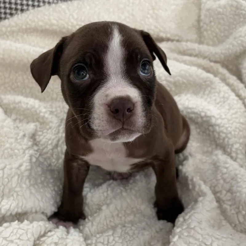 Walt ~ Coming Soon!!! thumbnail 3