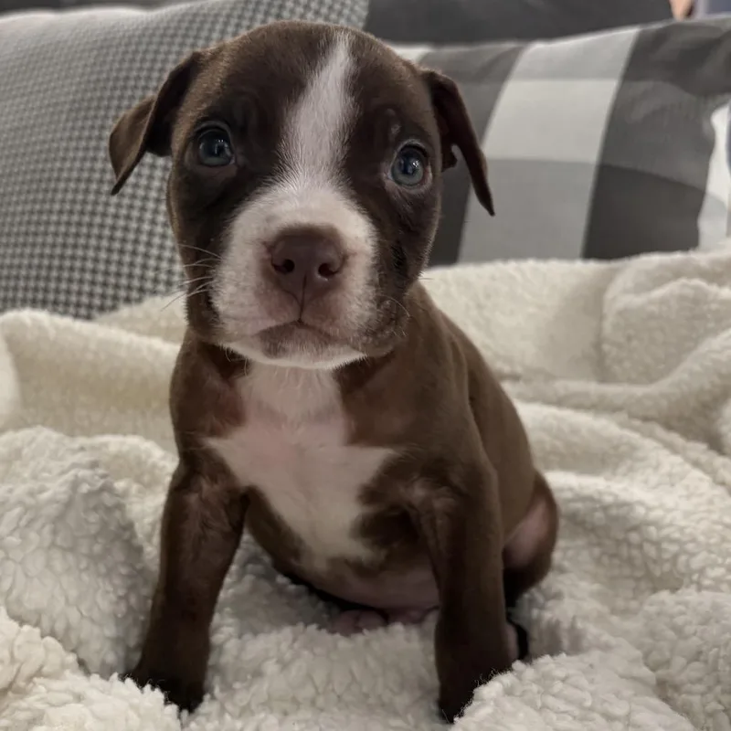 Walt ~ Coming Soon!!! thumbnail 4