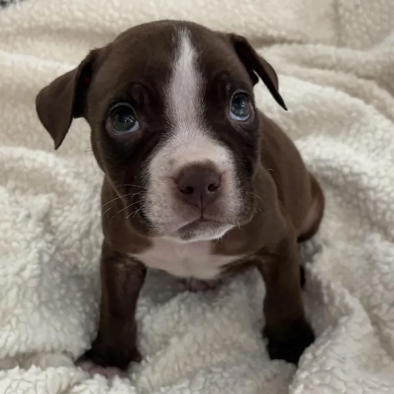 Walt ~ Coming Soon!!! thumbnail 5