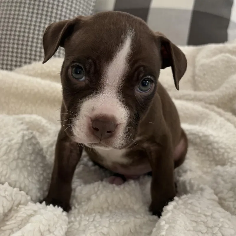 Walt ~ Coming Soon!!! thumbnail 6