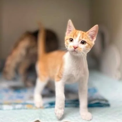 A baby small-sized male Domestic Short Hair cat named Caribbean for adoption in Westland, MI