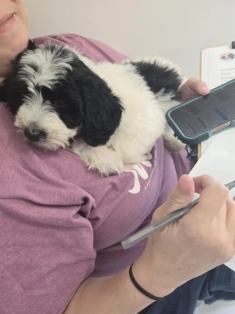 A baby small-sized female Poodle dog named A for adoption in Ocala, FL
