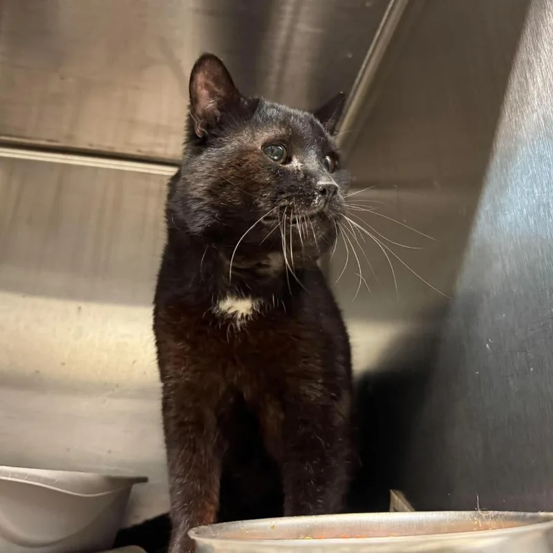 A senior large-sized male Black Domestic Short Hair cat named Herbie for adoption in Shinnston, WV