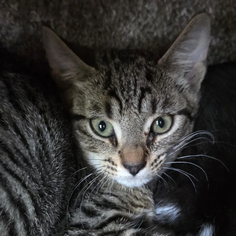 A baby small-sized male Brown / Chocolate Domestic Short Hair cat named Kaisarian for adoption in Leander, TX