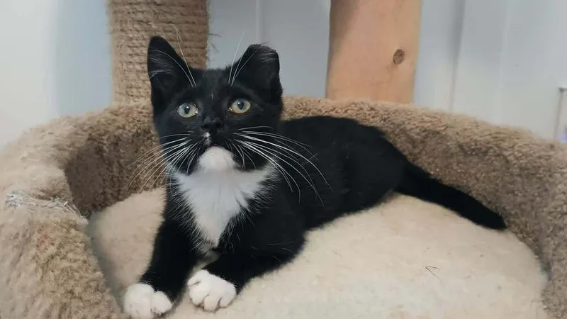 A baby small-sized male Domestic Short Hair cat named Kneesock for adoption in Ferndale, MI