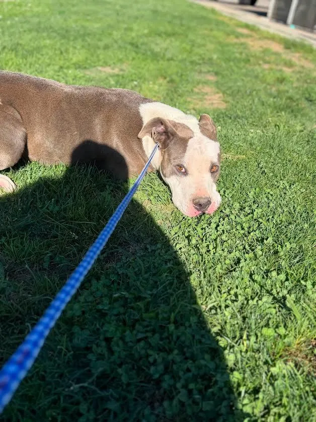 An adult medium-sized female Gray / Blue / Silver Pit Bull Terrier dog named Quinn for adoption in Oakdale, CA