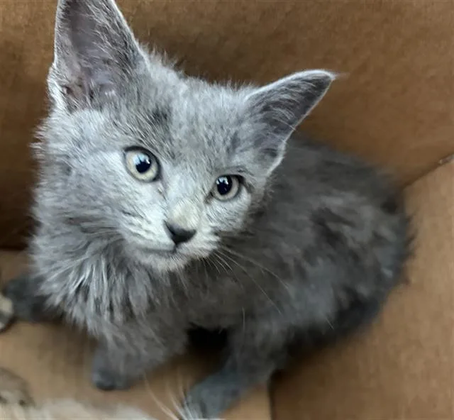A baby medium-sized female Domestic Short Hair cat named Pudding for adoption in Dallas, TX