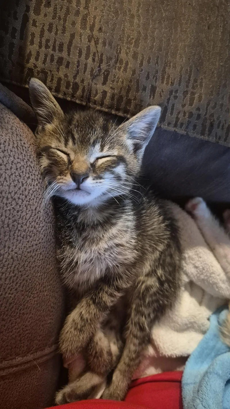 A baby medium-sized male Tabby cat named Hazy for adoption in Rosenberg, TX