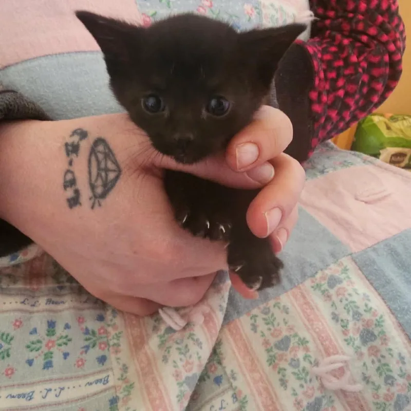 A baby small-sized female Black Domestic Short Hair cat named Cinderella Purple for adoption in Ferndale, WA