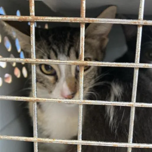 A young medium-sized male Brown / Chocolate Domestic Short Hair cat named Gumby for adoption in Long Beach, CA