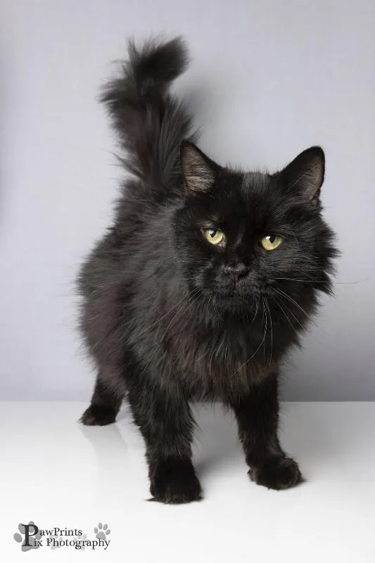 An adult medium-sized male Domestic Long Hair cat named Big Boy for adoption in Maryville, TN