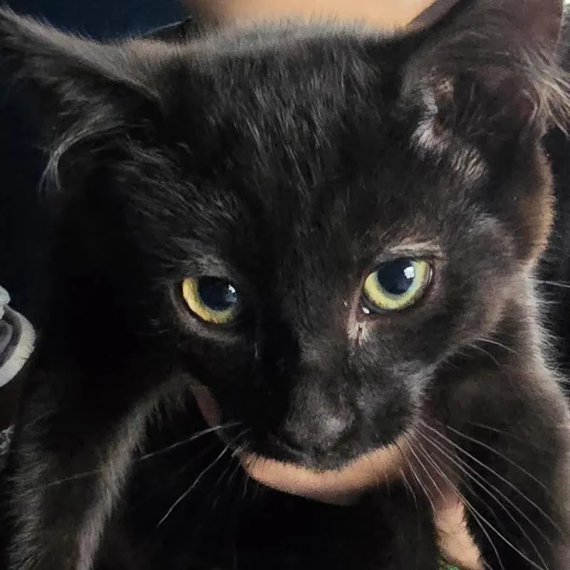 A baby small-sized male Black Domestic Short Hair cat named Ryder for adoption in Klamath Falls, OR